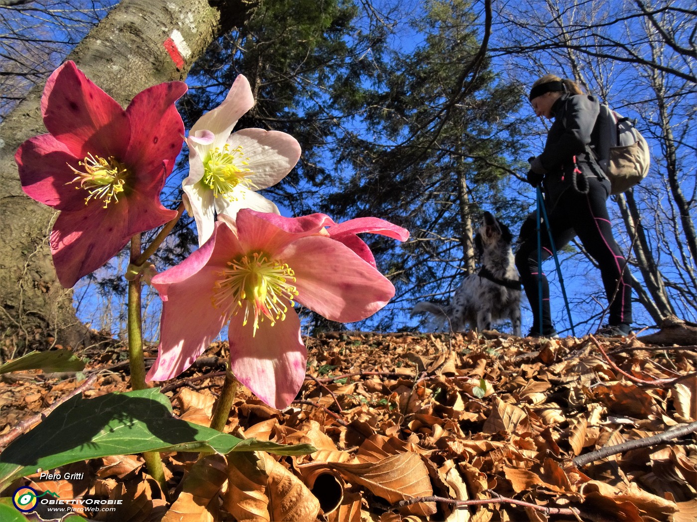 01 Helleborus niger (Ellebori) sui sentieri per il Monte Ocone .JPG